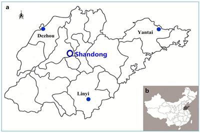 Antimicrobial Resistance and Molecular Epidemiology of ESBL-Producing Escherichia coli Isolated from Outpatients in Town Hospitals of Shandong Province, China